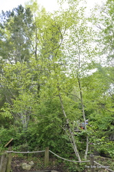 Betula japonica 'White Spire' — photo 2